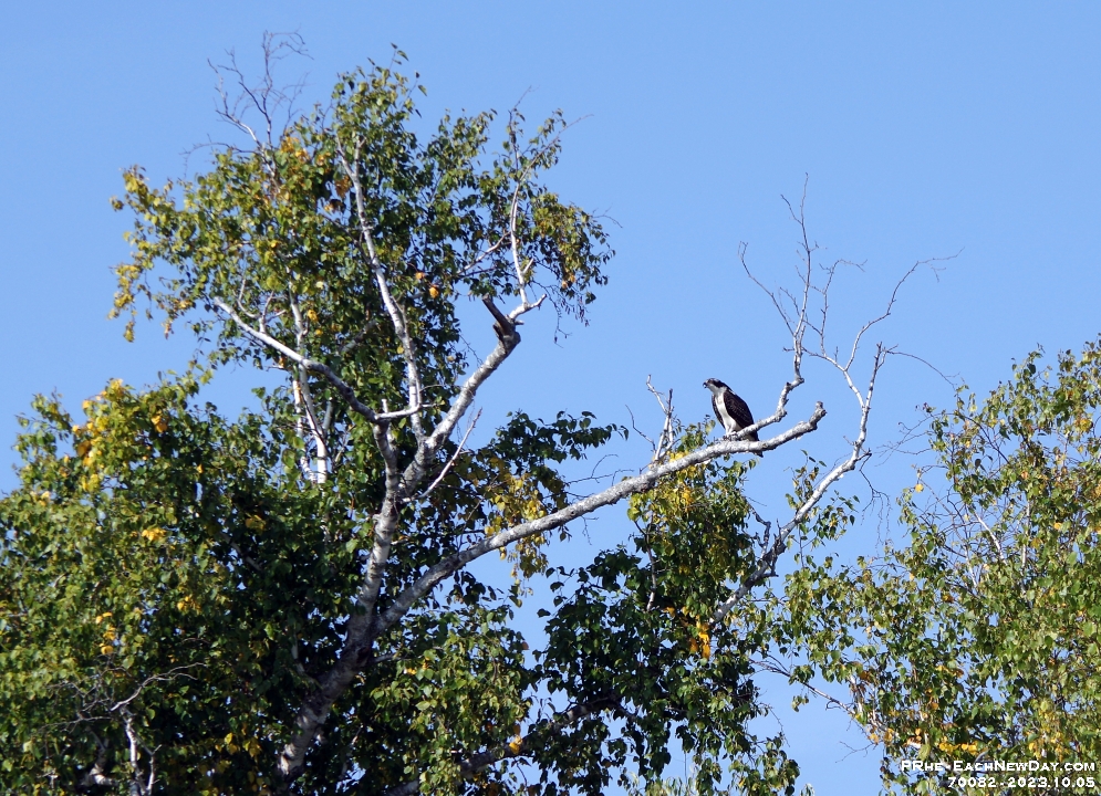 70082CrLeUsmRe - A lovely Sunday afternoon with Beth kayaking Lake Scugog from Port Perry